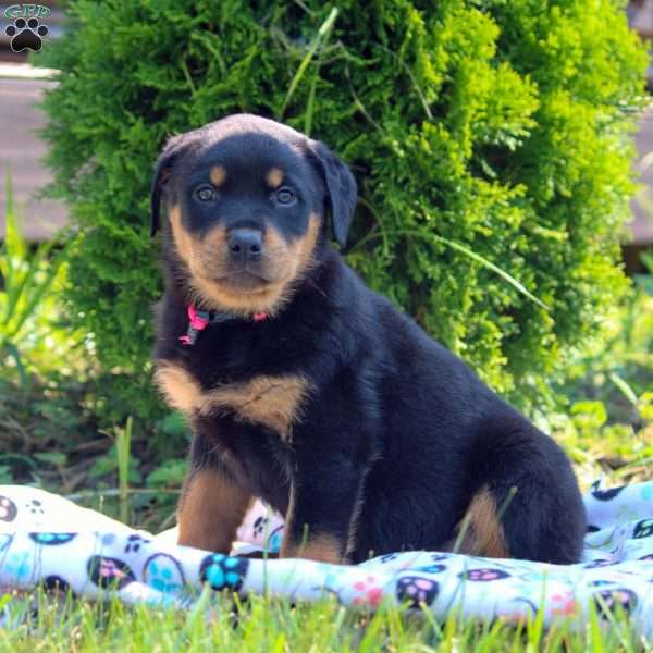 Tina, Rottweiler Puppy