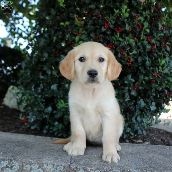 Tina, Golden Retriever Puppy