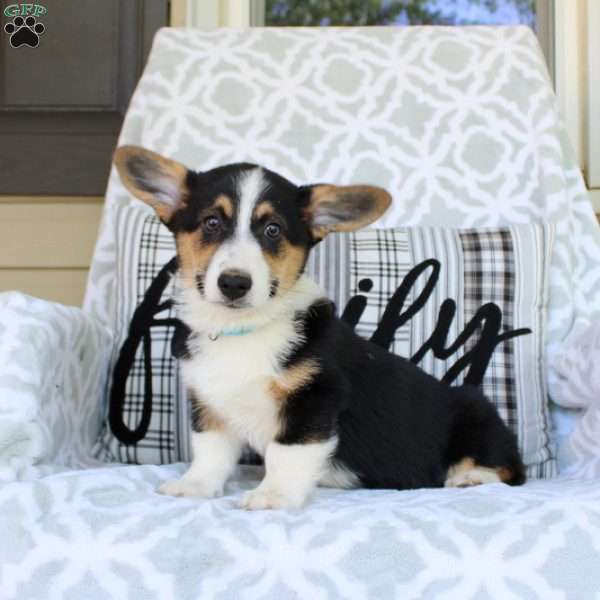 Tinker – Cardigan, Pembroke Welsh Corgi Puppy