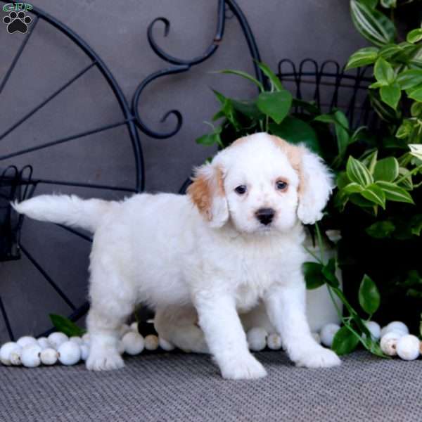 Tinker, Cockapoo Puppy