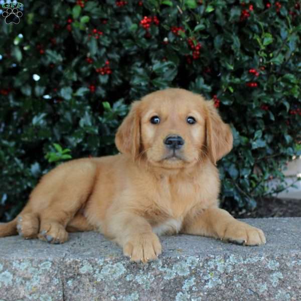 Tinker, Golden Retriever Puppy