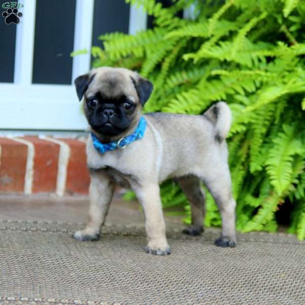 Tinker, Pug Puppy