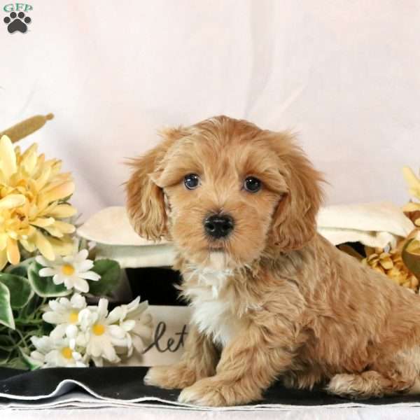 Titus, Maltipoo Puppy