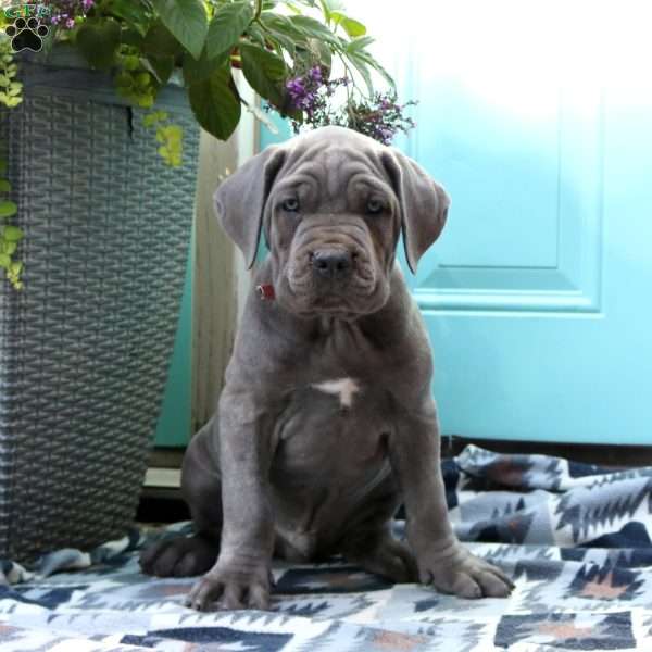 Titus, Cane Corso Puppy