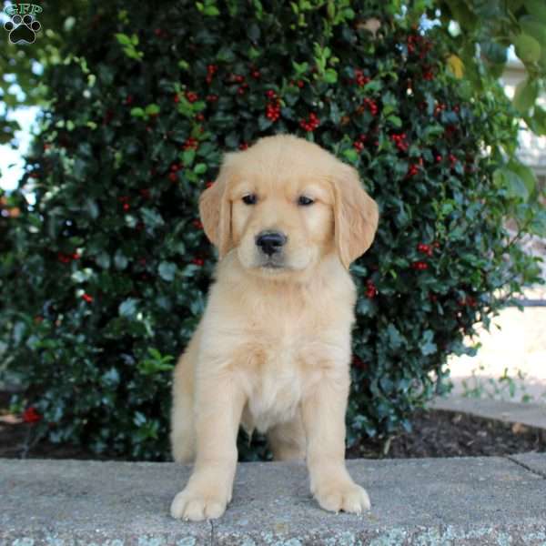 Titus, Golden Retriever Puppy