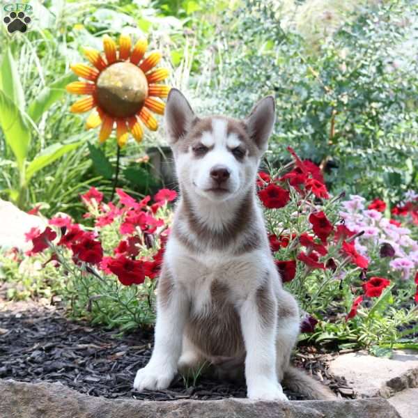 Titus, Siberian Husky Puppy