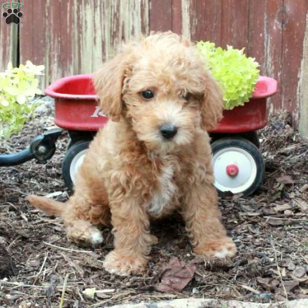 Toby, Westiepoo Puppy