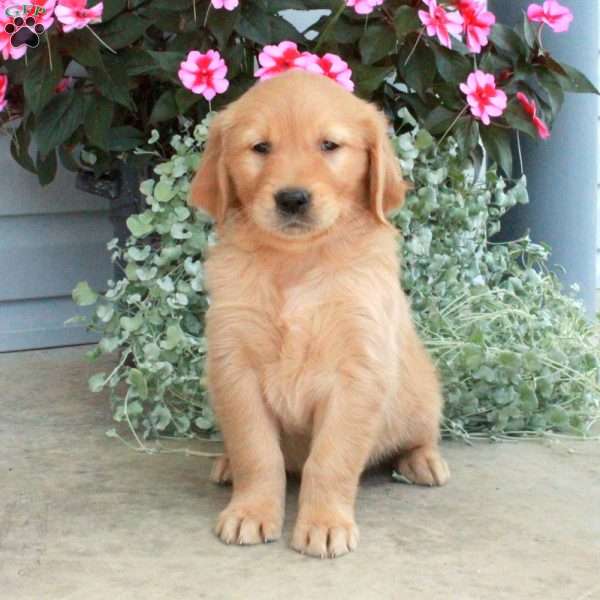 Toby, Golden Retriever Puppy