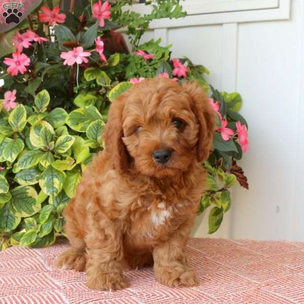 Toby, Cavapoo Puppy