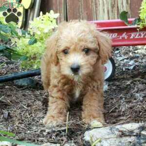 Toby, Westiepoo Puppy