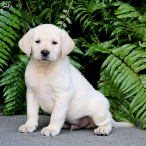 Toby, Yellow Labrador Retriever Puppy