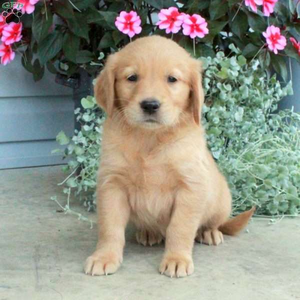 Todd, Golden Retriever Puppy