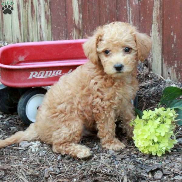 Todd, Westiepoo Puppy