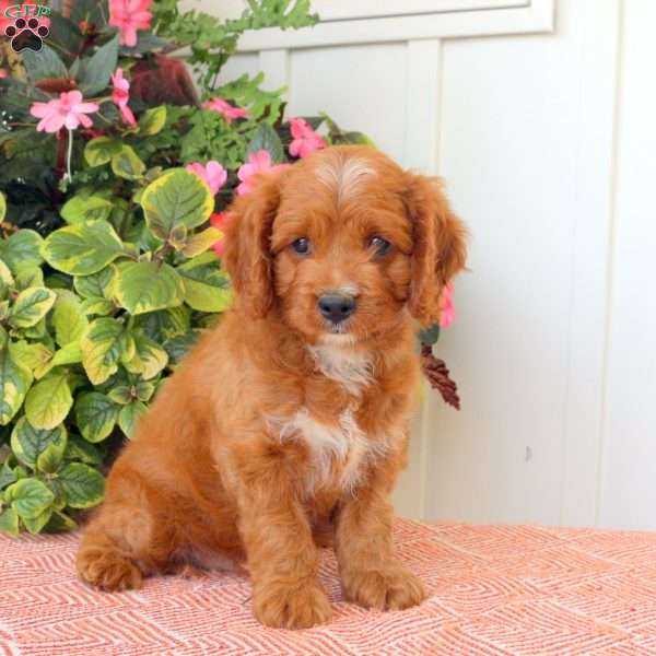 Tommy, Cavapoo Puppy