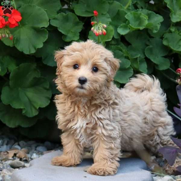 Tommy, Maltipoo Puppy