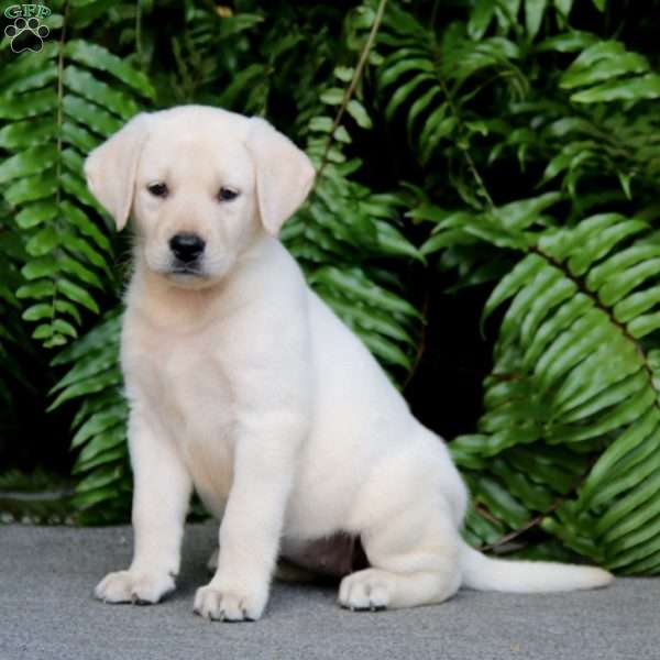 Tonya, Yellow Labrador Retriever Puppy