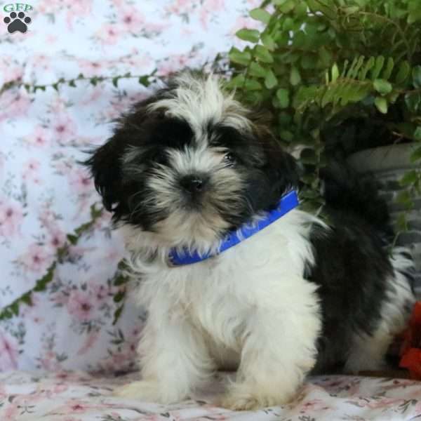 Tootsie, Shih Tzu Puppy