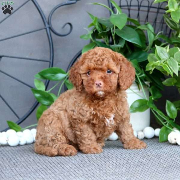 Tootsie, Cockapoo Puppy