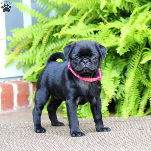 Tootsie, Pug Puppy