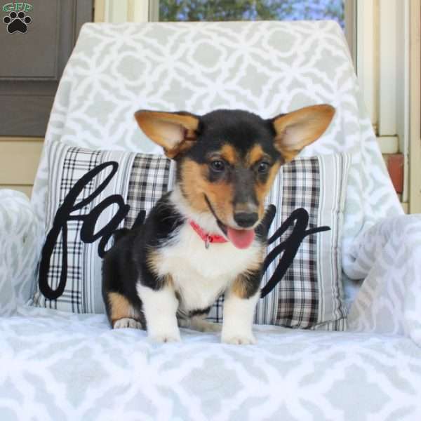 Tori – Cardigan, Pembroke Welsh Corgi Puppy