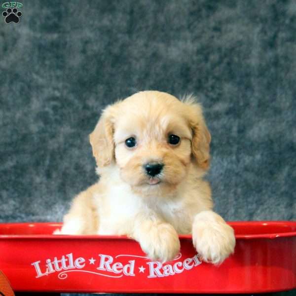 Tracy, Cavachon Puppy