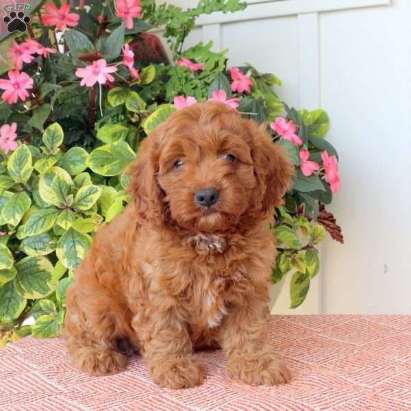 Travis, Cavapoo Puppy