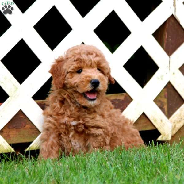 Trent, Goldendoodle Puppy