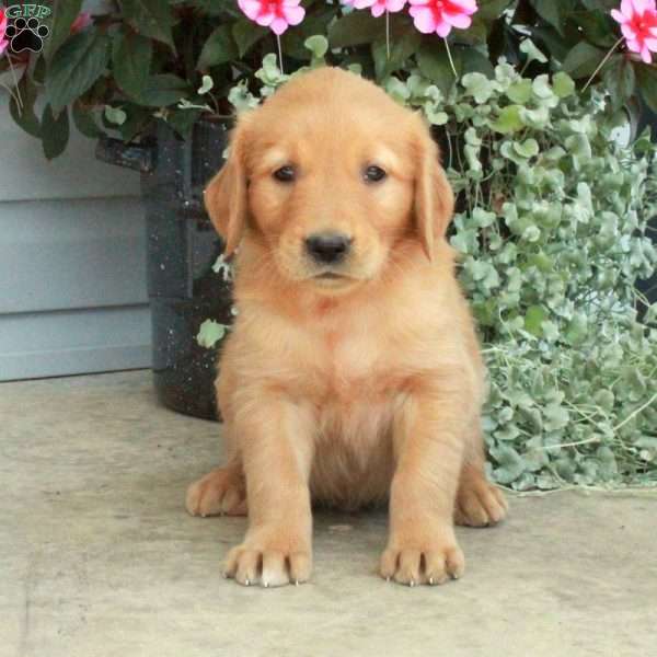 Trevor, Golden Retriever Puppy