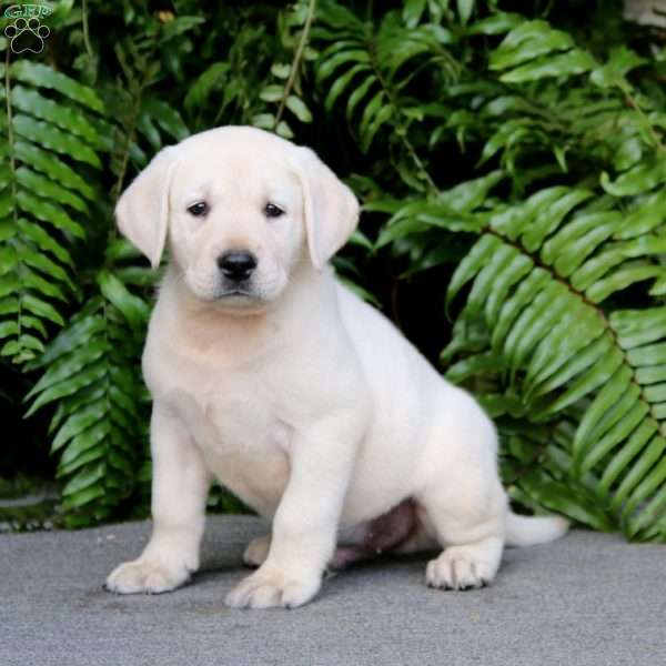 Trevor, Yellow Labrador Retriever Puppy