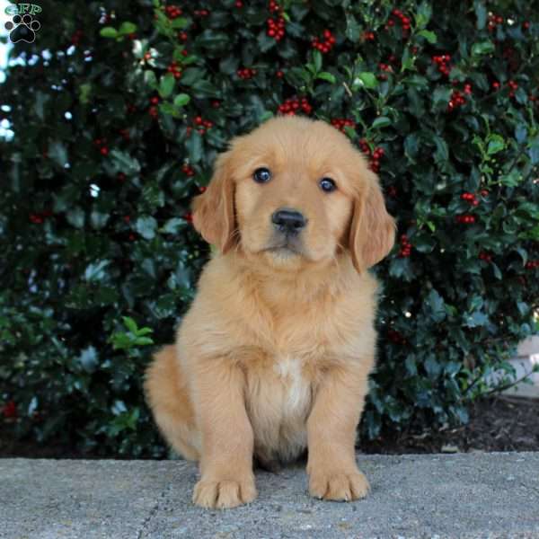 Trevor, Golden Retriever Puppy