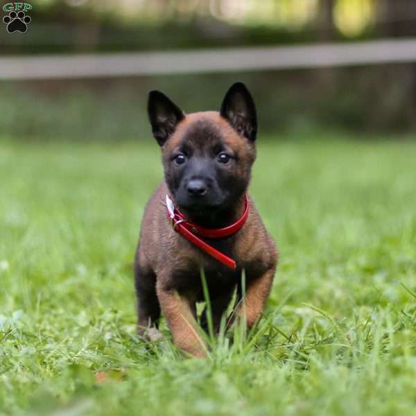 Trigger, Belgian Malinois Puppy