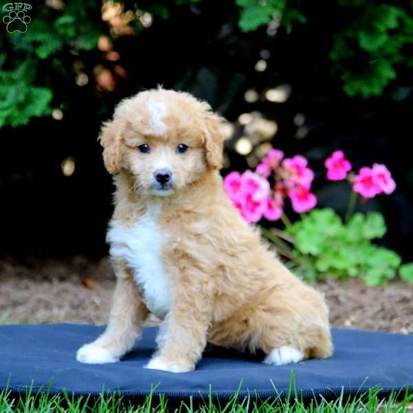 Trisha, Goldendoodle Puppy