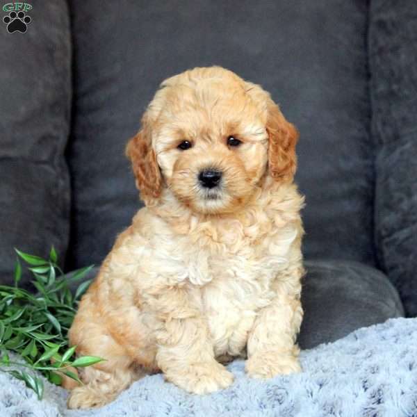 Tristan-F1B, Mini Goldendoodle Puppy