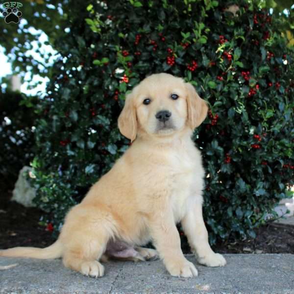 Tristan, Golden Retriever Puppy