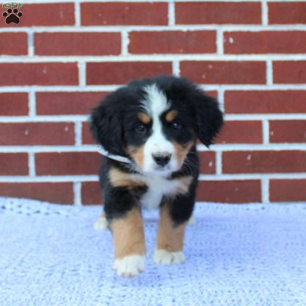 Trixie, Bernese Mountain Dog Puppy