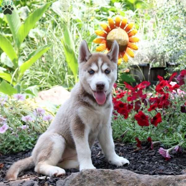 Trixie, Siberian Husky Puppy