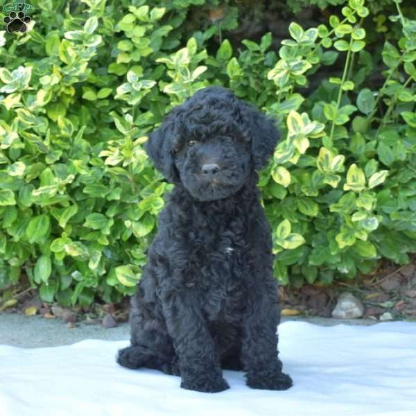 Trooper, Mini Goldendoodle Puppy