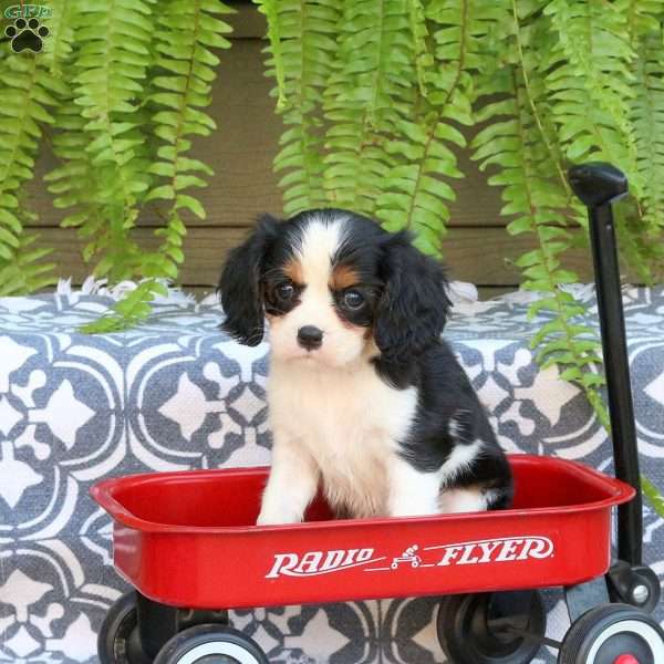 Trooper, Cavalier King Charles Spaniel Puppy