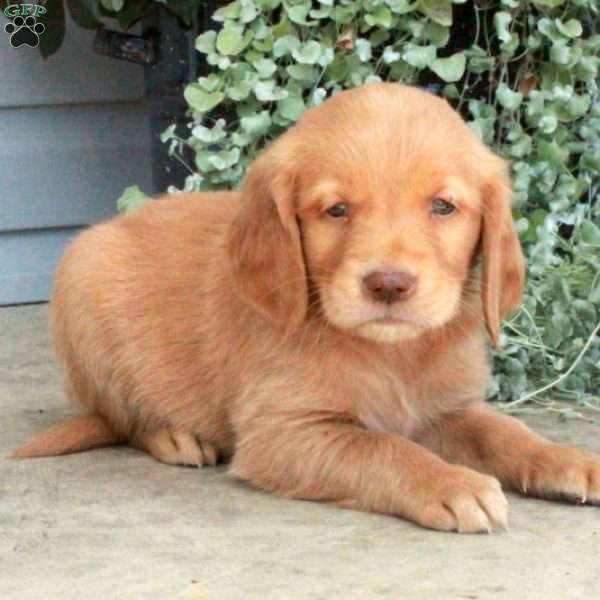 Trout, Golden Retriever Puppy