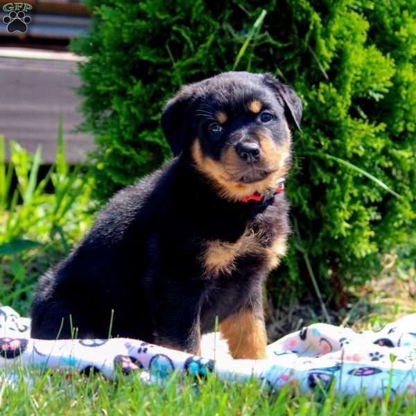 Tucker, Rottweiler Puppy