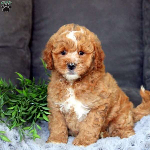 Tucker-F1B, Mini Goldendoodle Puppy