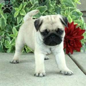 Pug Puppies For Sale - Greenfield Puppies