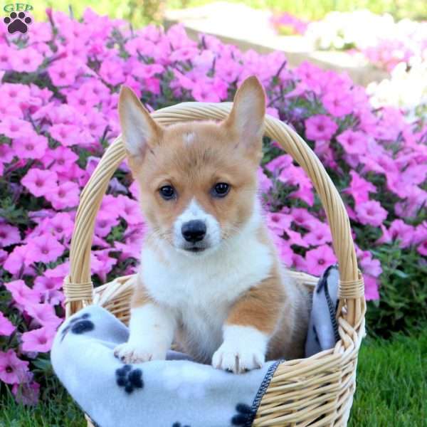 Tucker, Pembroke Welsh Corgi Puppy