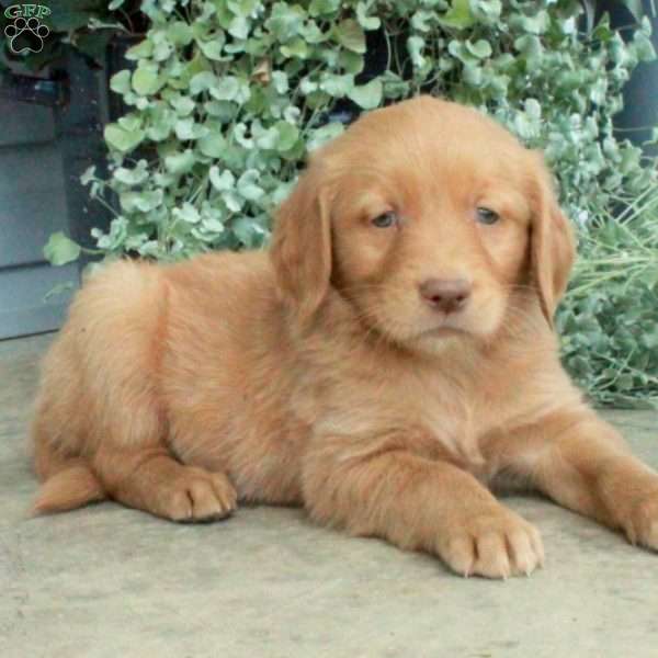 Tucker, Golden Retriever Puppy