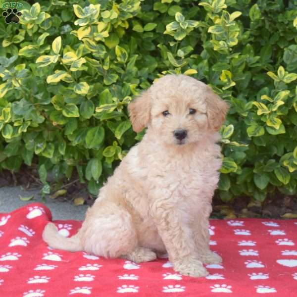 Tucker, Mini Goldendoodle Puppy