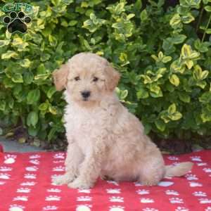 Tucker, Mini Goldendoodle Puppy