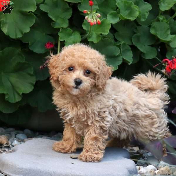 Tucker, Maltipoo Puppy