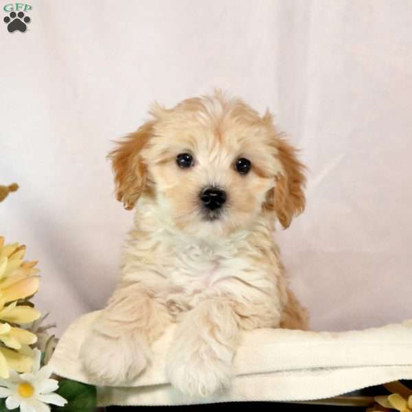 Tucker, Maltipoo Puppy