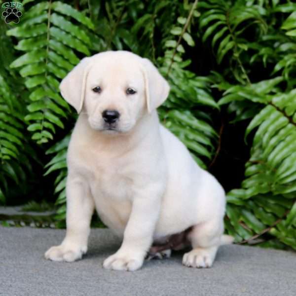 Tucker, Yellow Labrador Retriever Puppy