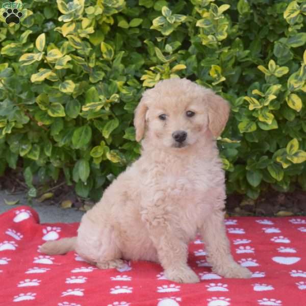 Tulip, Mini Goldendoodle Puppy